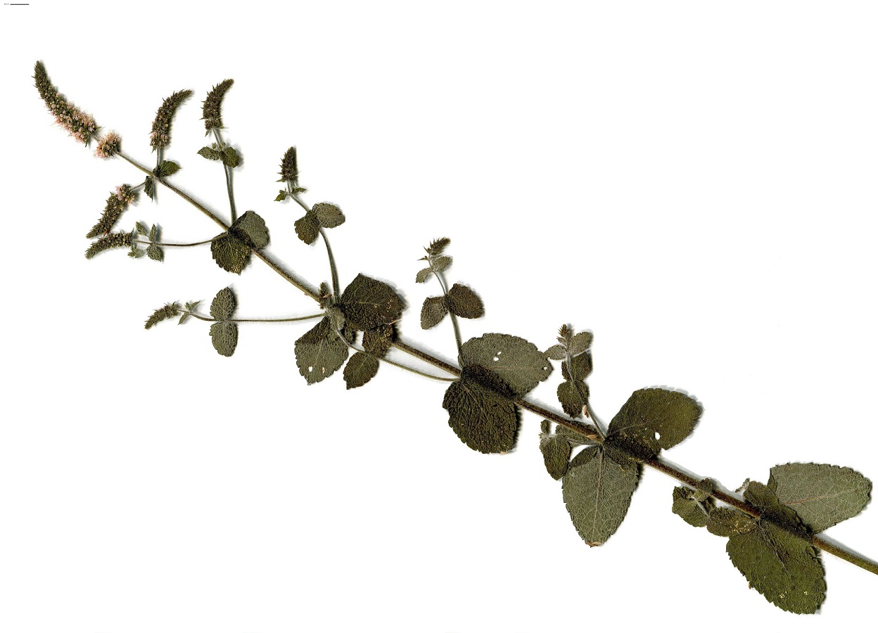 Mentha suaveolens subsp. suaveolens (Lamiaceae)